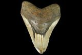 Huge, Fossil Megalodon Tooth - North Carolina #124945-1